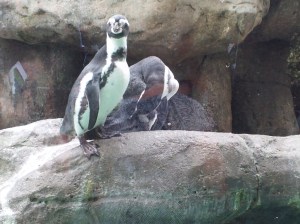 The penguin's even confused.