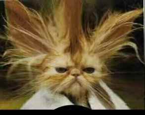 a cat having a bad hair day