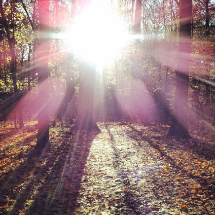 sun breaking through the trees