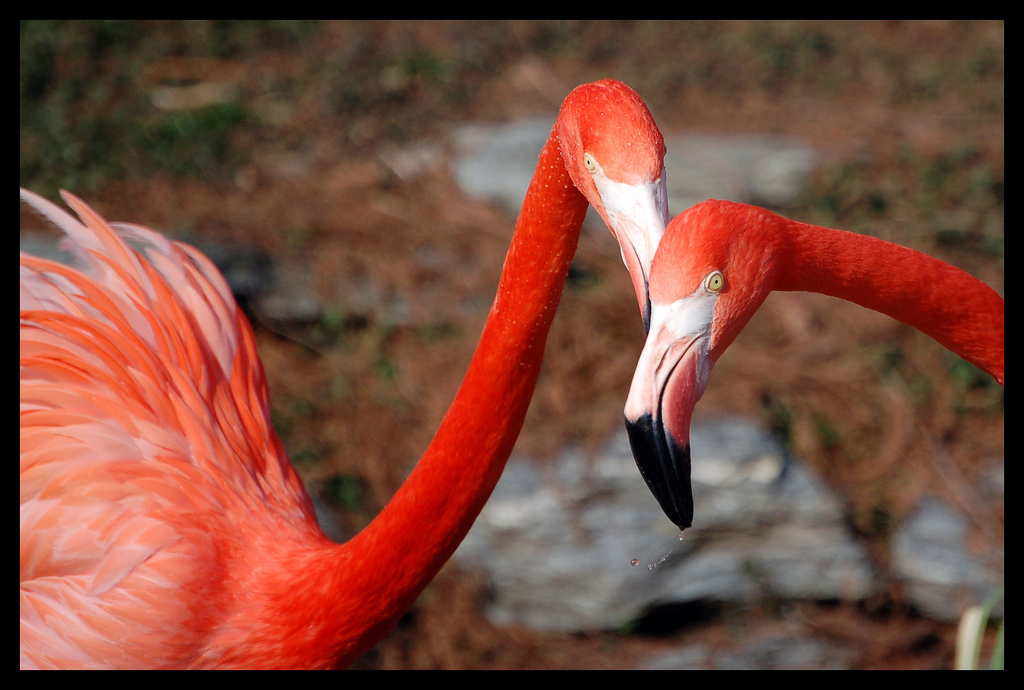 "Gossip Girls" by Art G. via CC BY 2.0